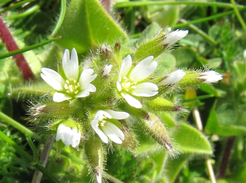 Mouse-ear chickweed flower