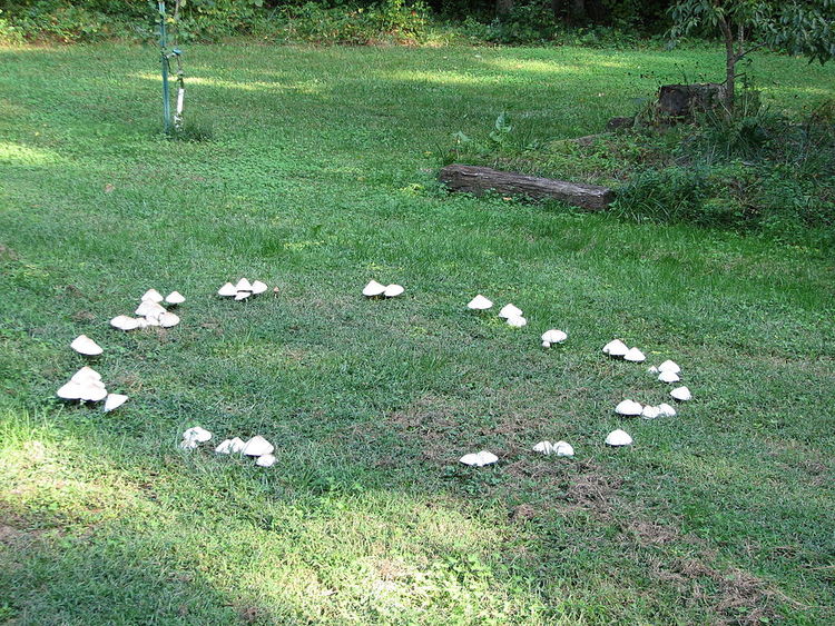 Fairy ring with mushrooms