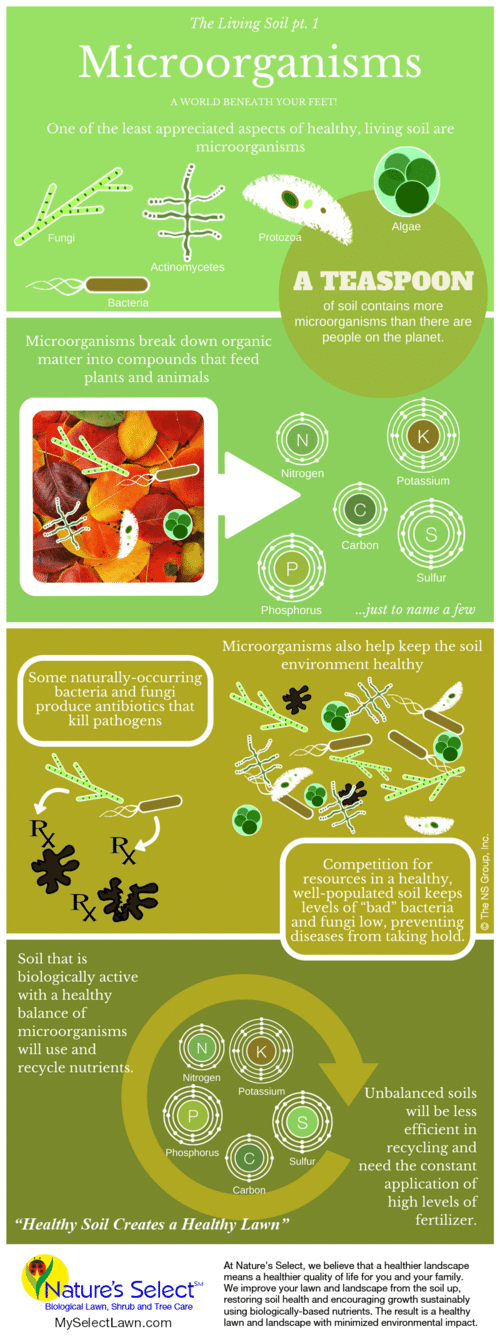 Microorganisms The Living Soil Infographic