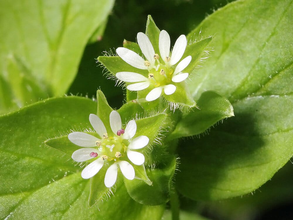 Common chickweed flower