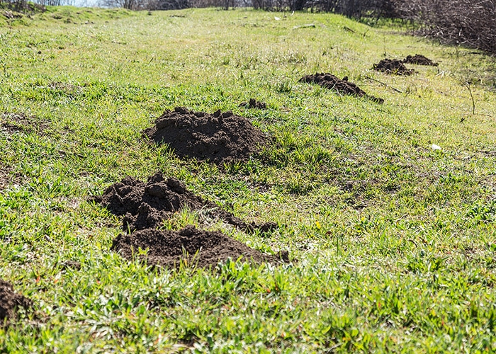 Yard Mole Removal North Carolina