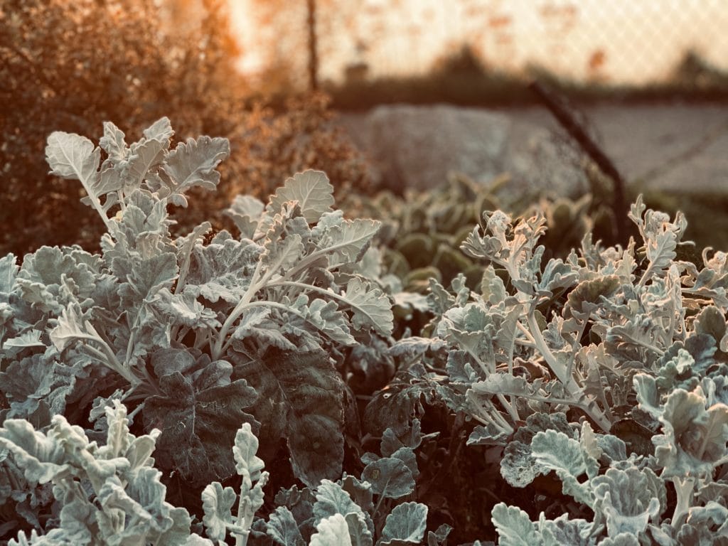 5 Ways to Protect Plants from Frost