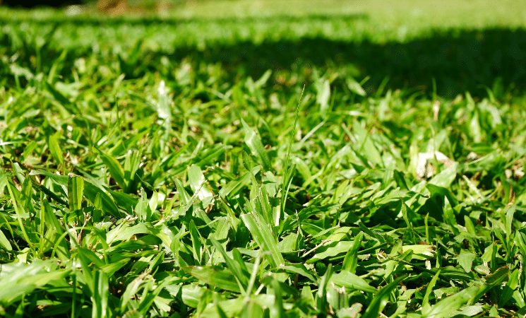 3 Facts About Bermuda Grass-Upclose picture of bermuda lawn