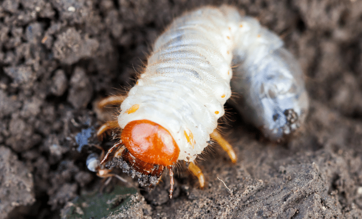 The 4 Stages of the White Grub Lifecycle-White Grub