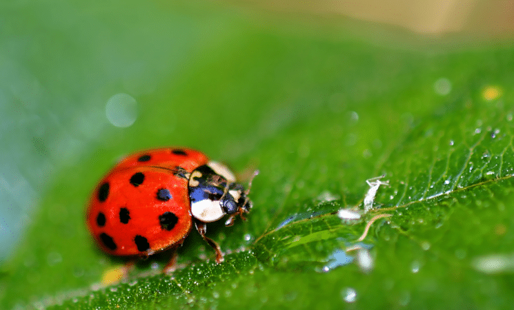 3 Helpful Lawn Insects