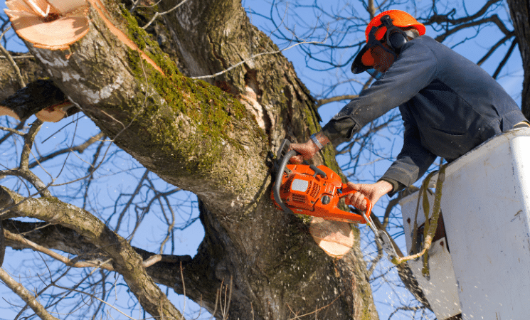 5 Types of Tree Pruning