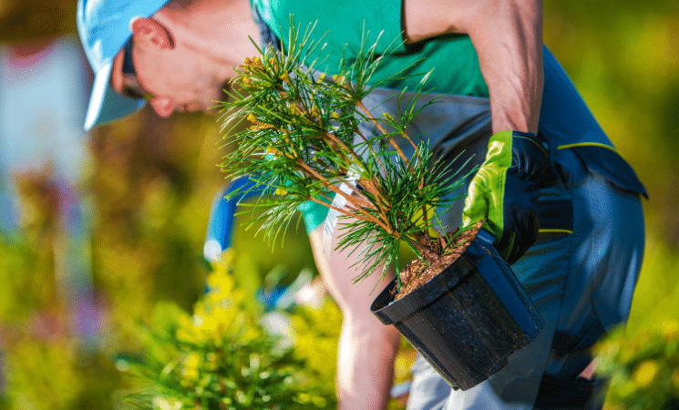 4 Tips for Choosing a Healthy New Tree