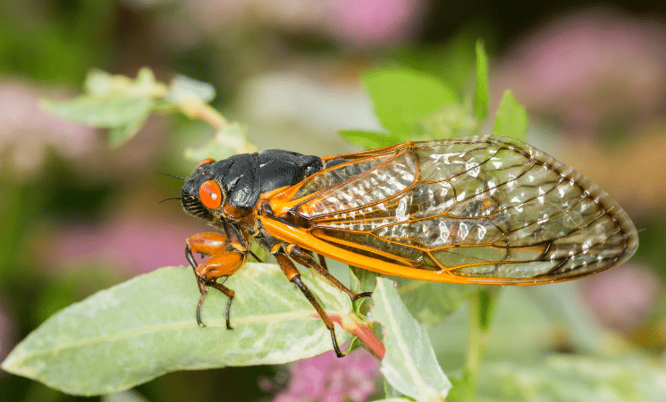 Brood X Cicadas: 4 Things You Need to Know