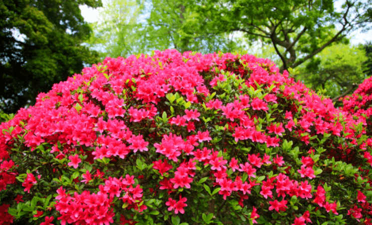 The Top 5 Flowering Shrubs for Your Landscape