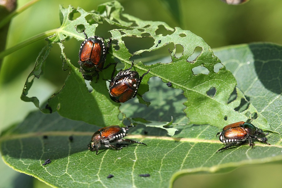 Japanese Beetles: 3 Facts You Should Know