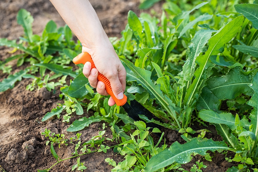 3 Common Types of Plant Bed Weeds