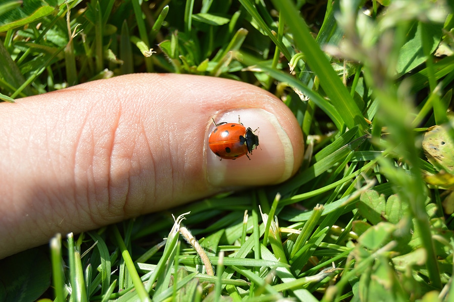 5 Fun Facts About Ladybugs