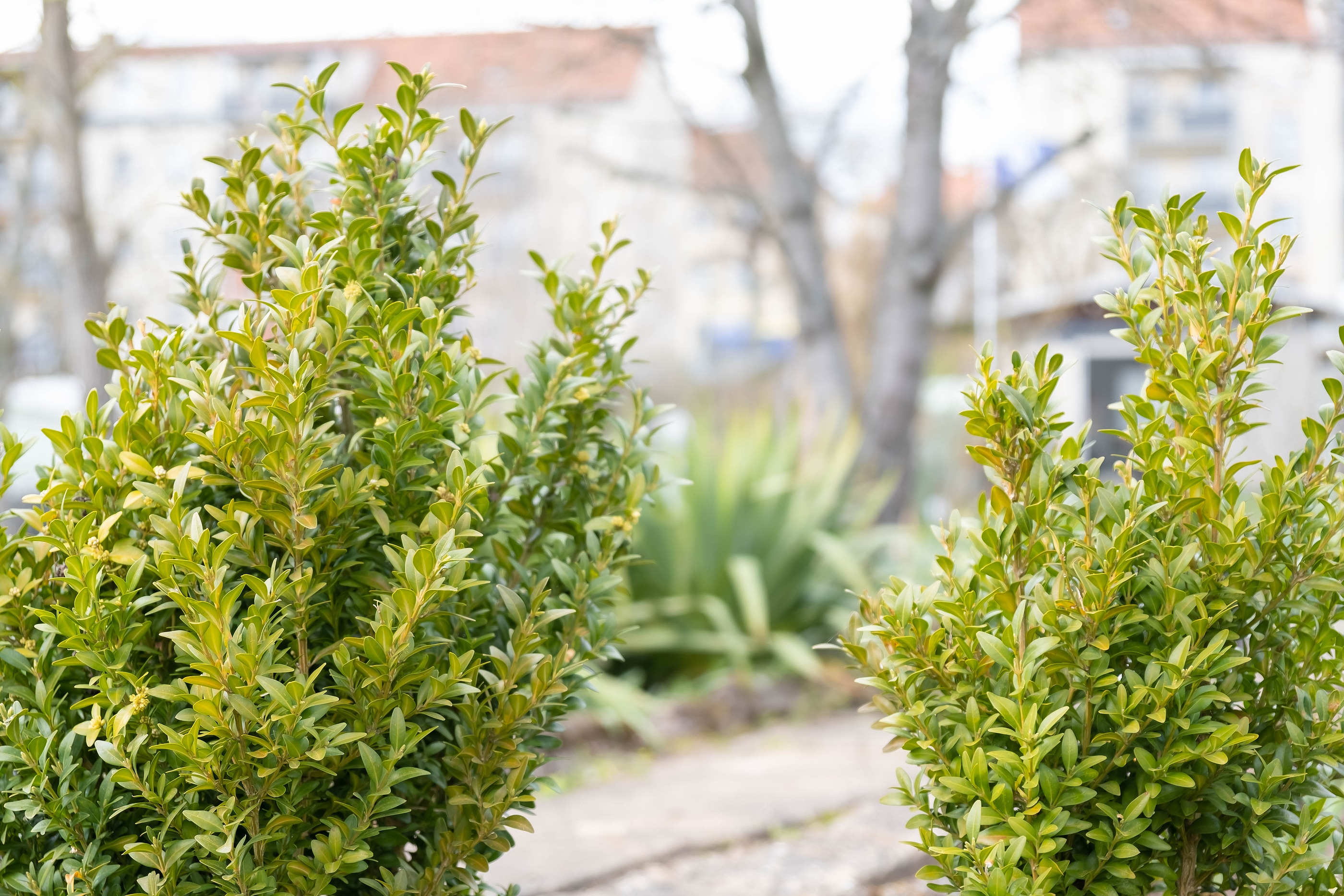 Boxwood Care: 3 Ways to Ensure Your Plants Thrive