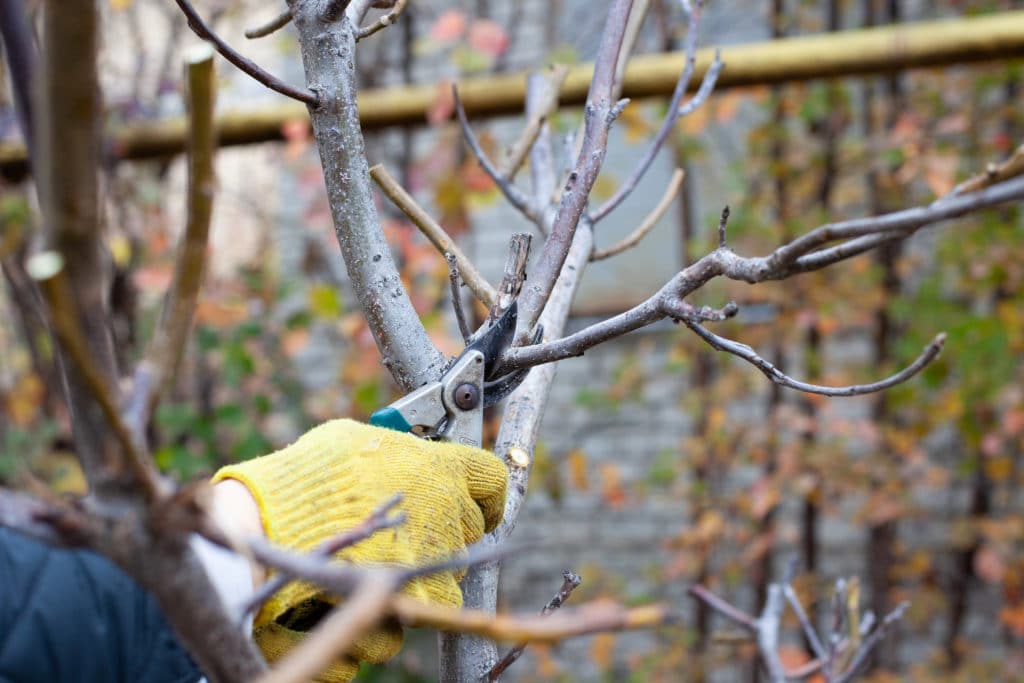 3 Benefits of Fall Tree Pruning