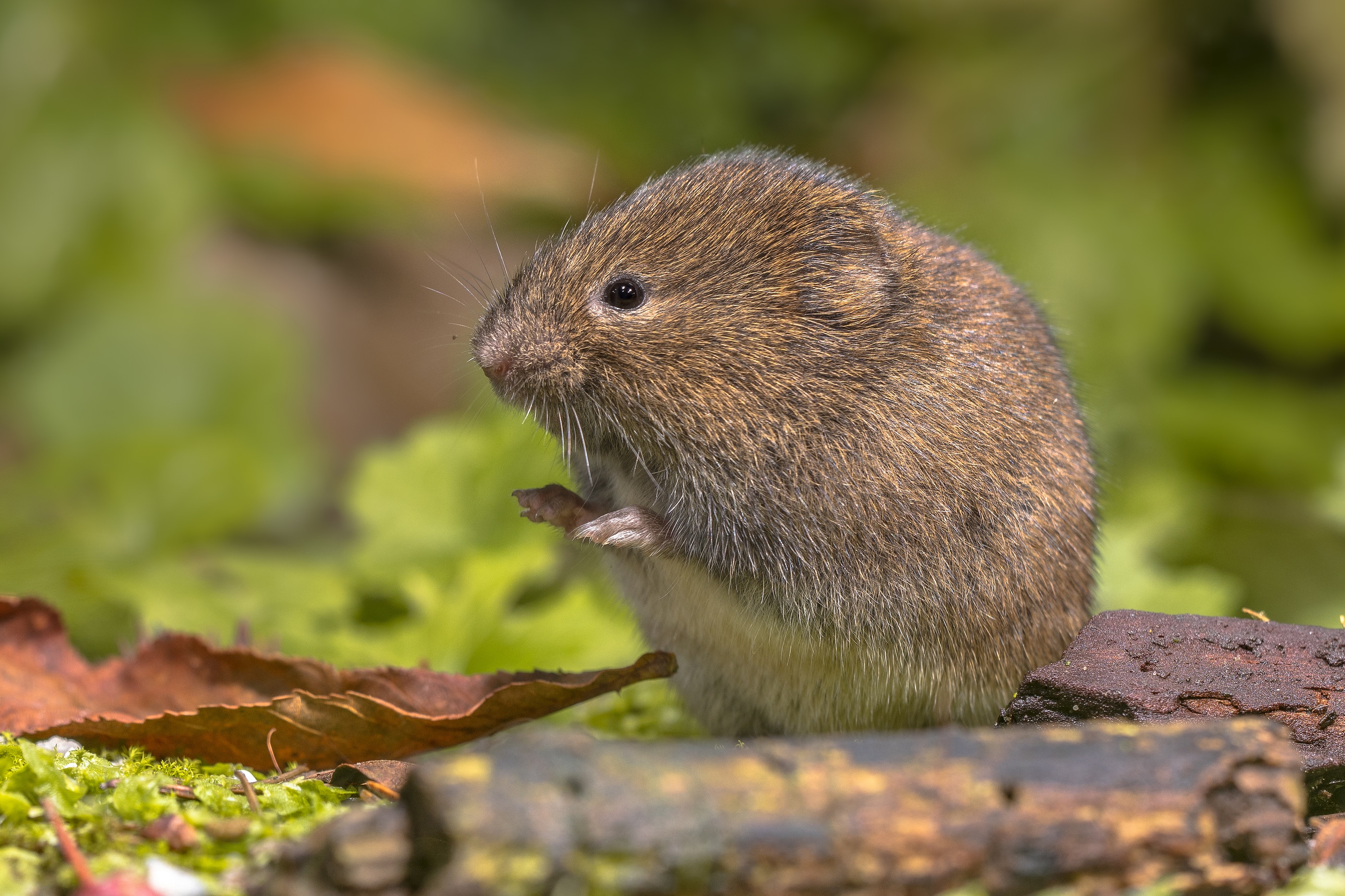 Common Signs of Voles