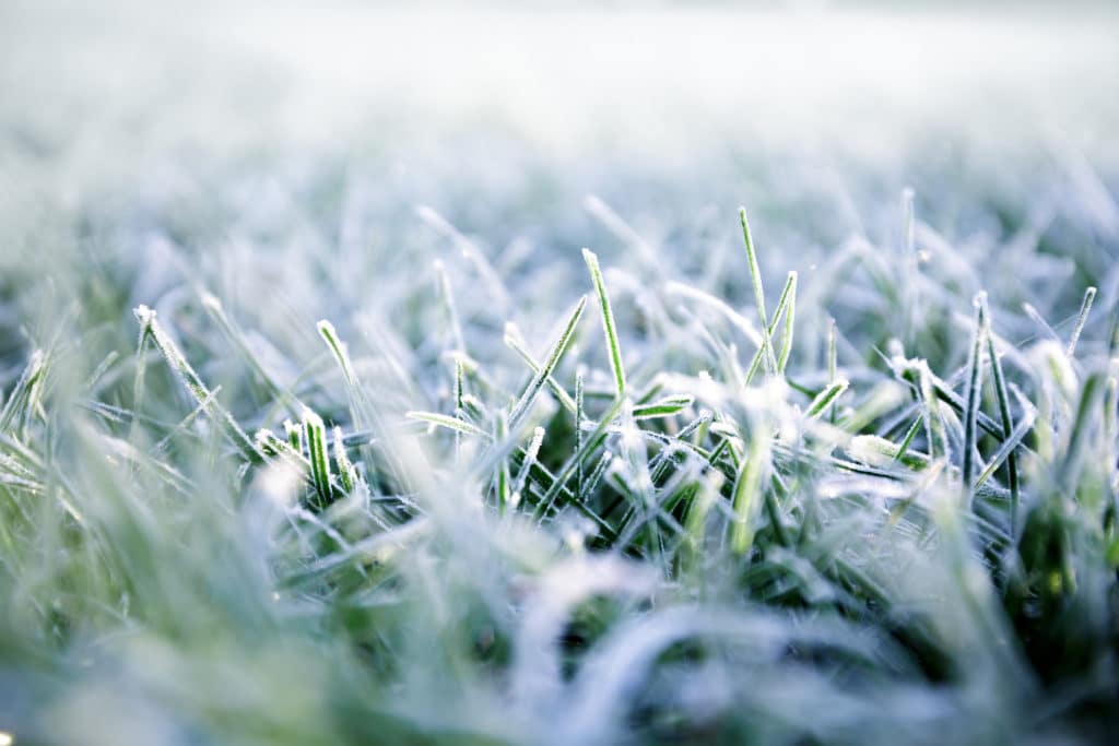 3 Reasons to Schedule Lawn Care in the Winter