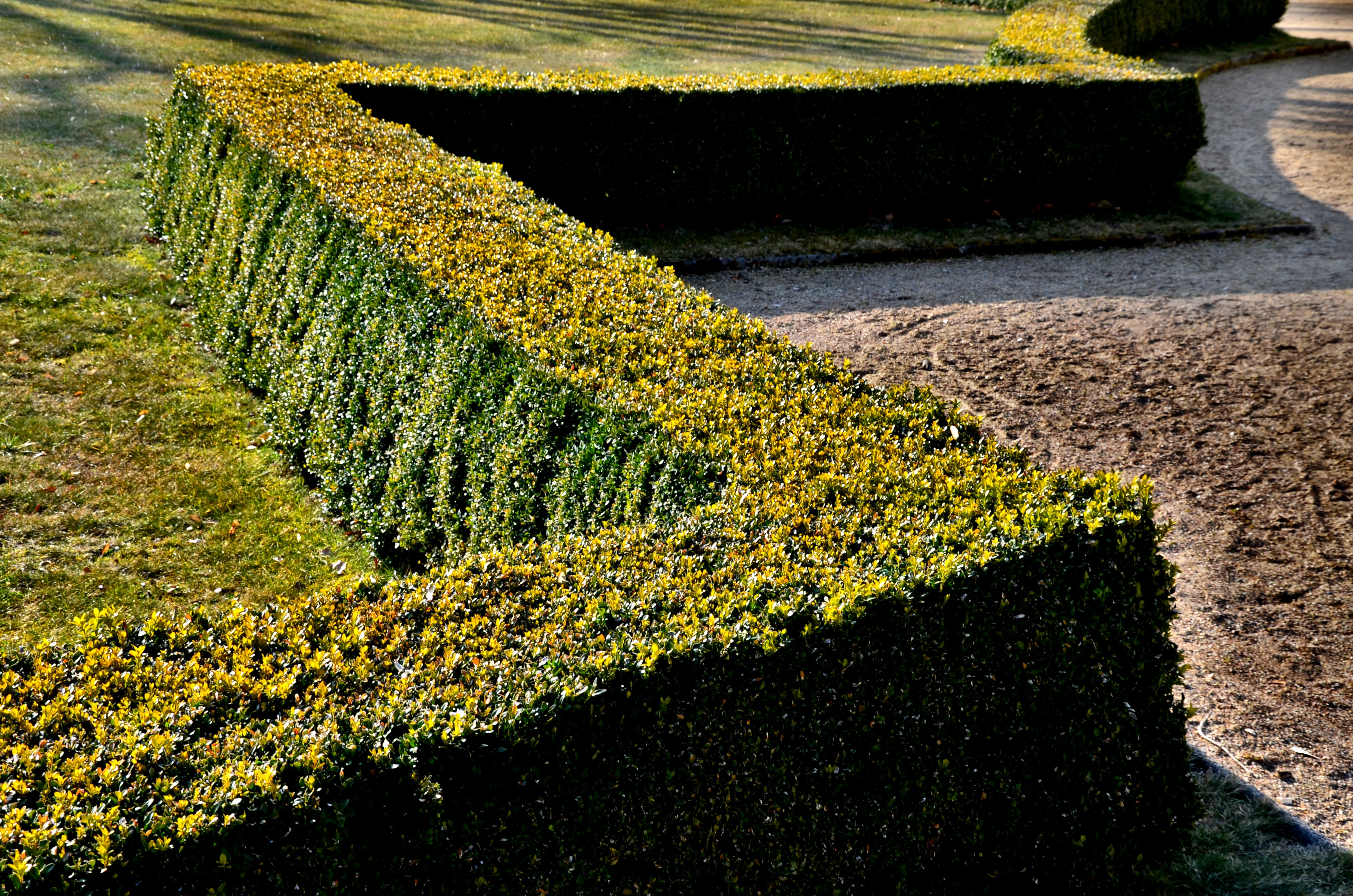 How to Keep Your Boxwood Hedges Looking Good