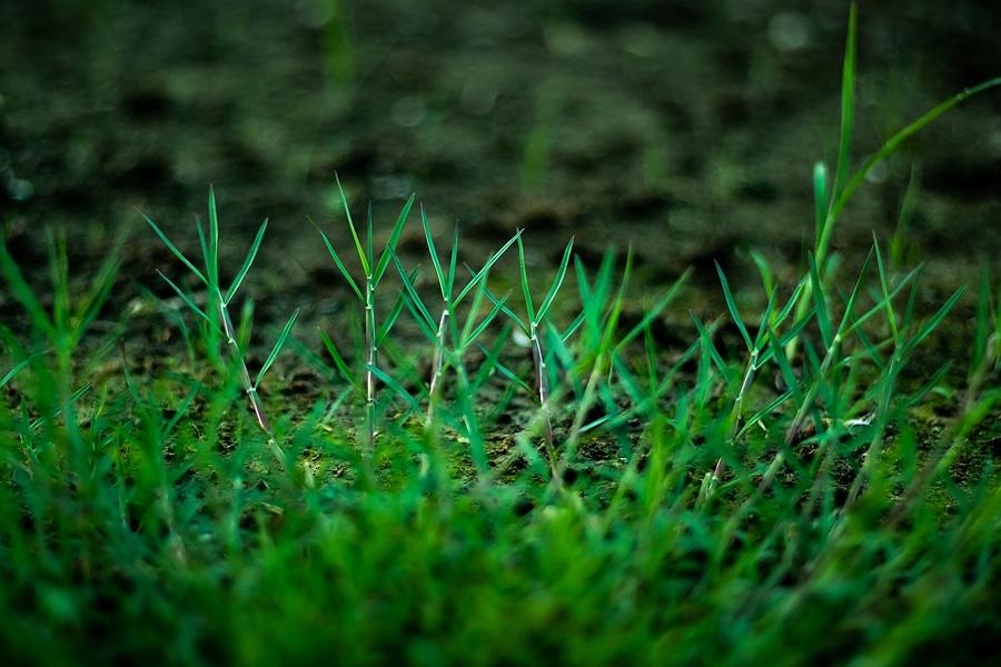 Our 3 Ways to Control Bermuda Grass