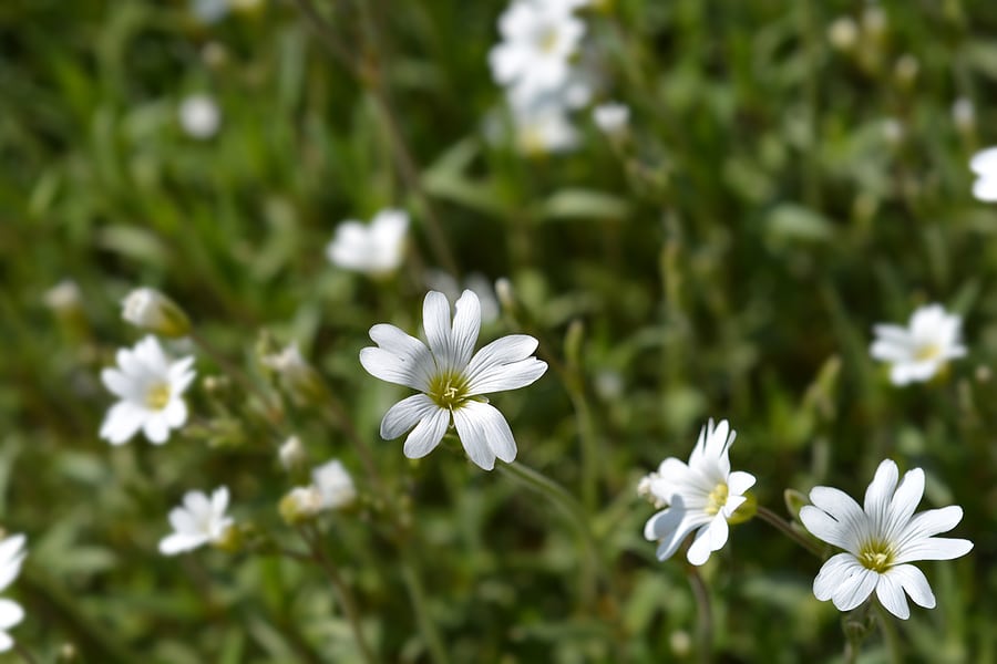 3 Beneficial Weeds You May Want Around