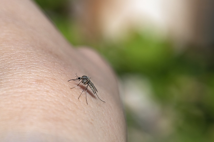 5 Types of Mosquitos in North Carolina