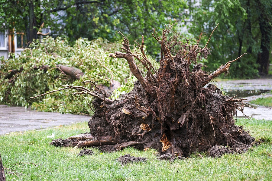 How to Prepare Your Trees for Hurricane Season