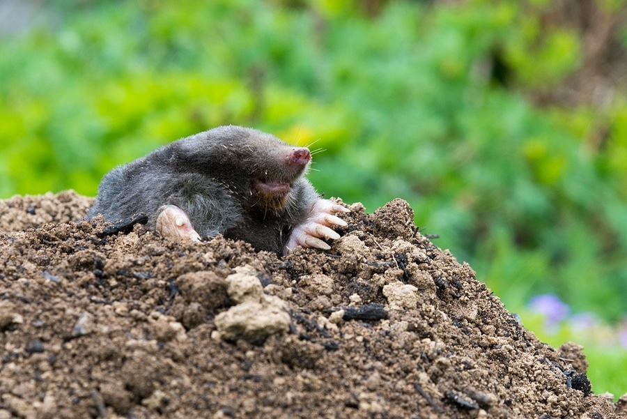 3 Reasons Moles Love Your Lawn
