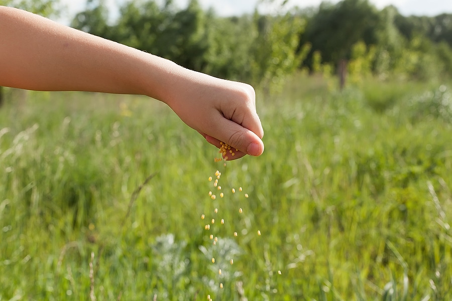 How to Pick the Right Grass Seed for Your Lawn