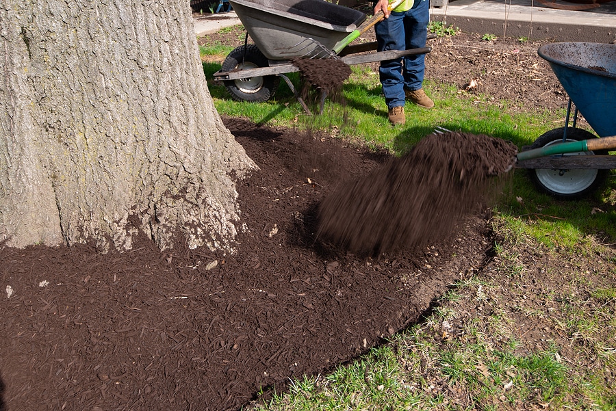What is the Best Mulch for Trees?