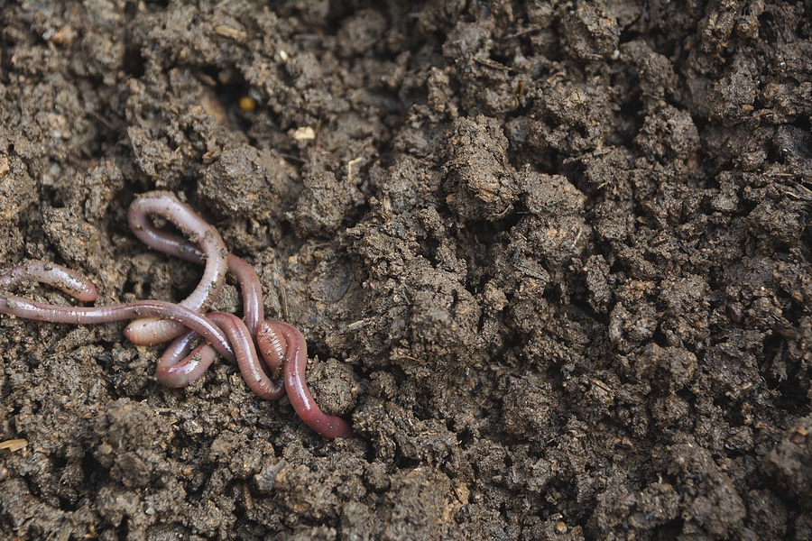 Do Earthworms Go into Hibernation?
