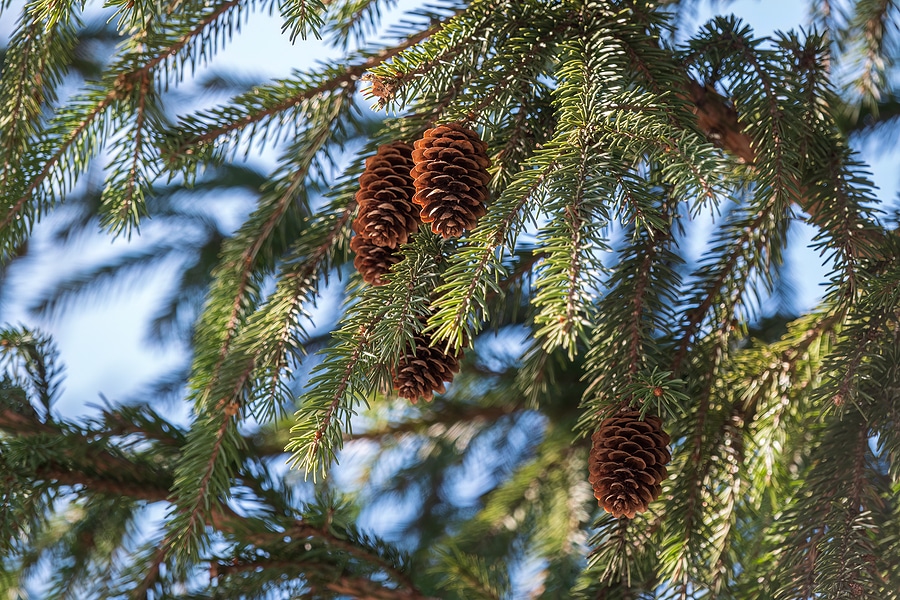 Needle Drop: Why Are My Spruce Trees Losing Their Needles?