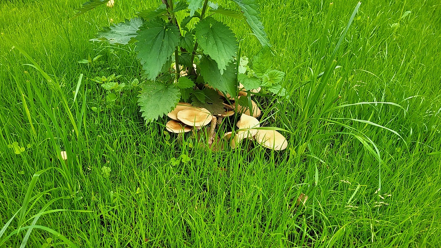 Is Lawn Fungus Harmful to Pets and People?