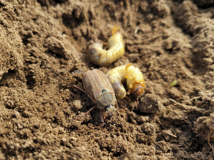 Spotting the Early Signs of Grubs