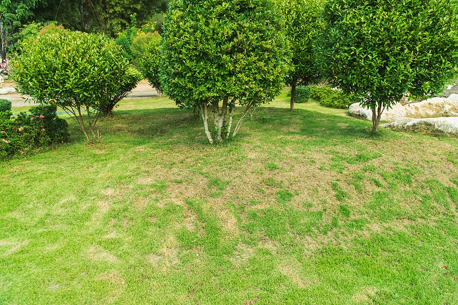 3 Signs of a Fungal Lawn Infection