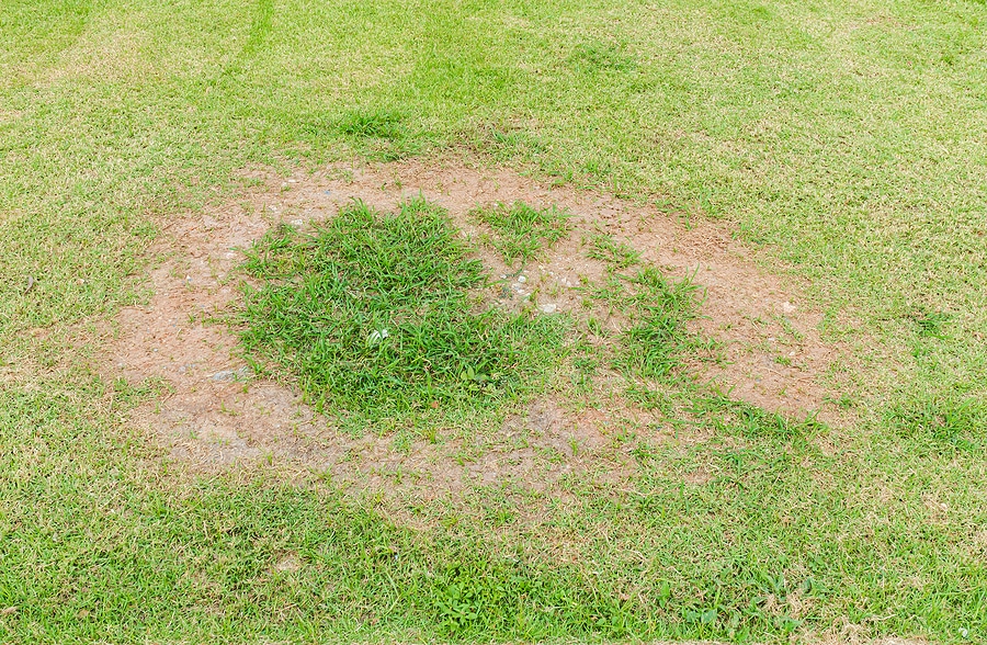 3 Easy Steps for Spotting Lawn Fungus