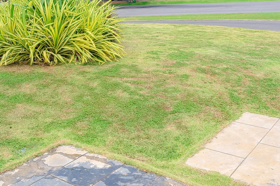 Why Your Lawn is Prone to Lawn Fungus