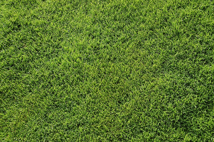 Why Bermudagrass is Hard to Control