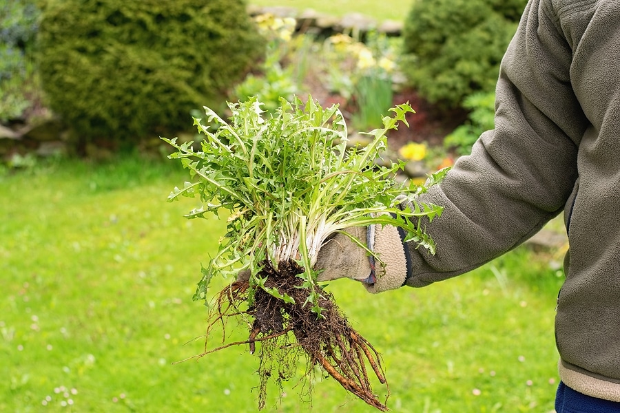 4 Reasons Weeds Are Thriving in Your Lawn