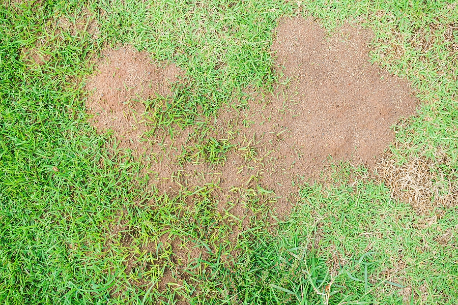 Understanding the Spread of Lawn Fungus