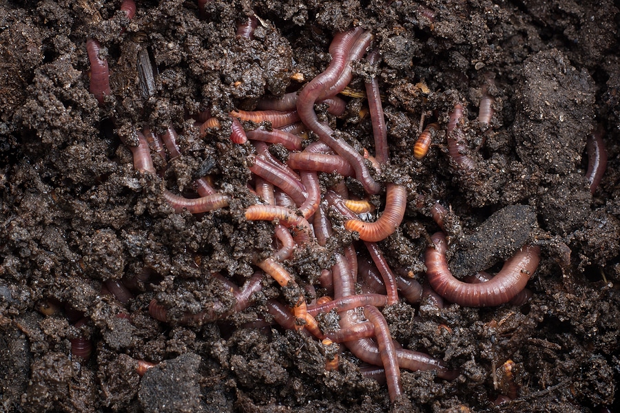 How Do Soil Microbes Fuel Your Lawn's Growth?