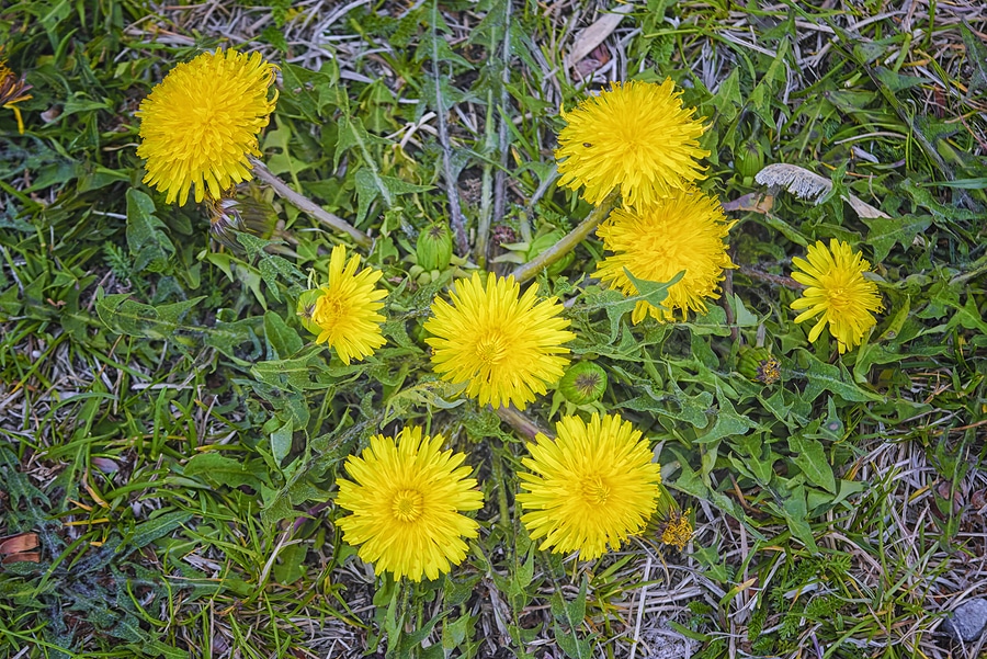 3 Common Types of Fall Weeds