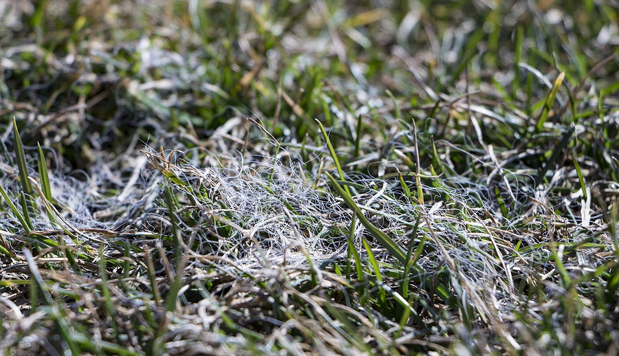 Is Your Lawn Susceptible to Snow Mold?