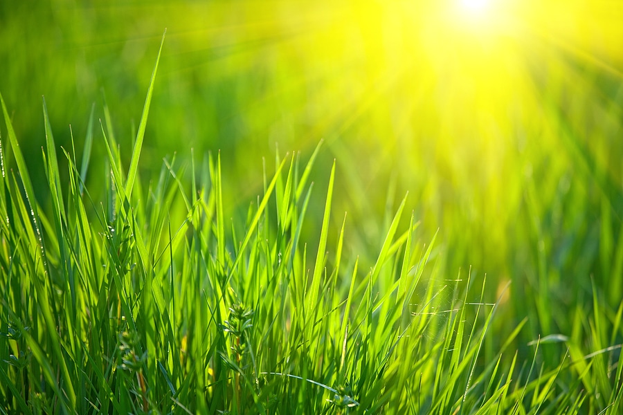 3 Benefits of Warm-Season Grass