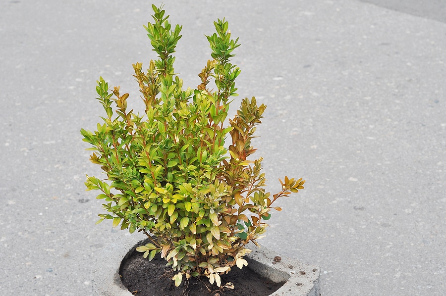 Are Your Boxwoods Suffering from Root Rot?
