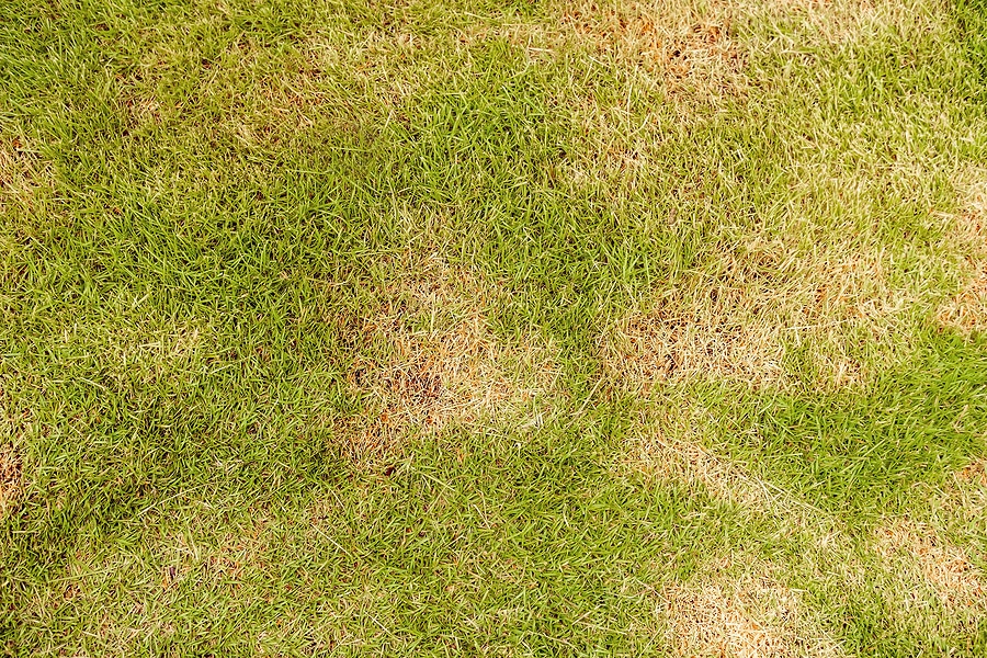 How to Prevent Lawn Rust
