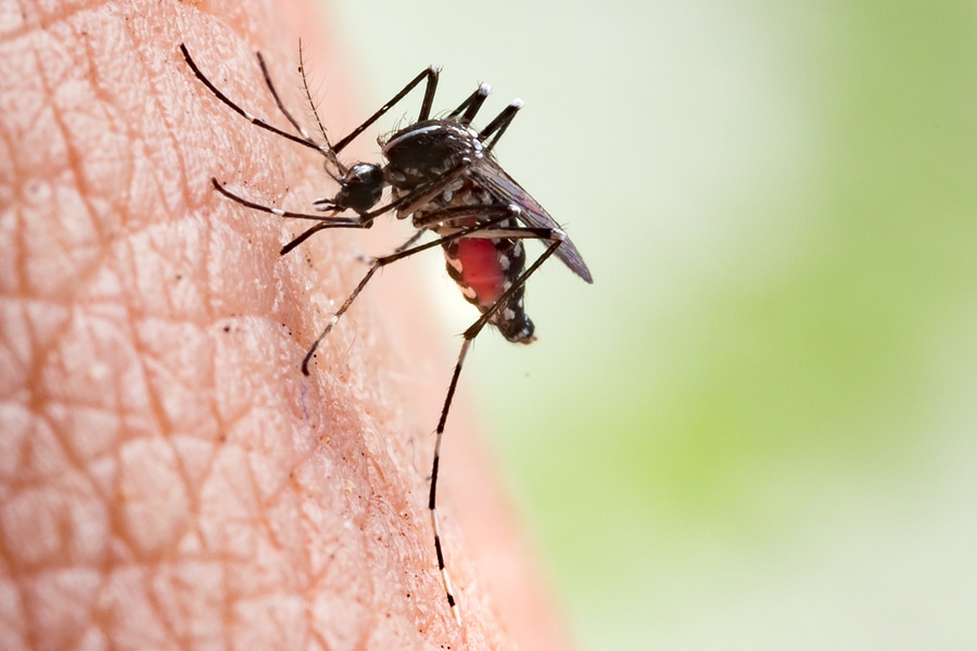 3 Reasons to Treat for Mosquitos in the Spring