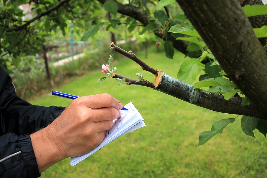The Benefits of Regular Tree Inspections
