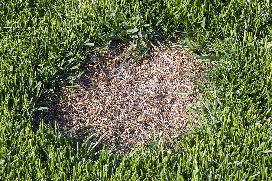 How to Revive Your Dead Lawn Patches